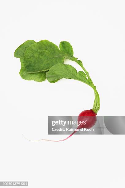 radish on white background - radijs stockfoto's en -beelden
