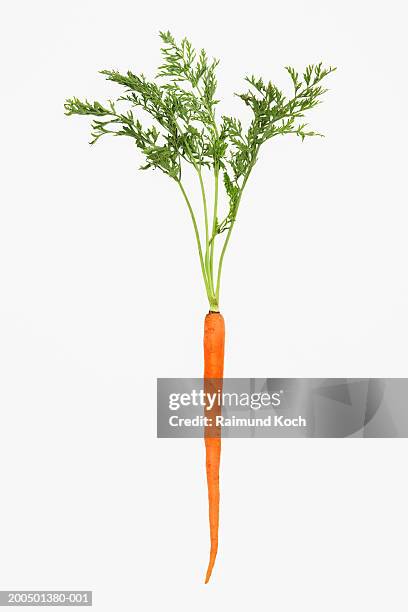 organic carrot with greens on white background - carotte fond blanc photos et images de collection