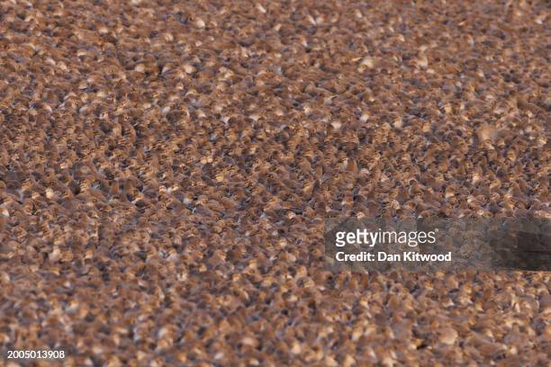 Thousands of knot come in to rest on the lagoon during the 'Snettisham Spectacular' on February 12, 2024 in Snettisham, Norfolk. The so called...