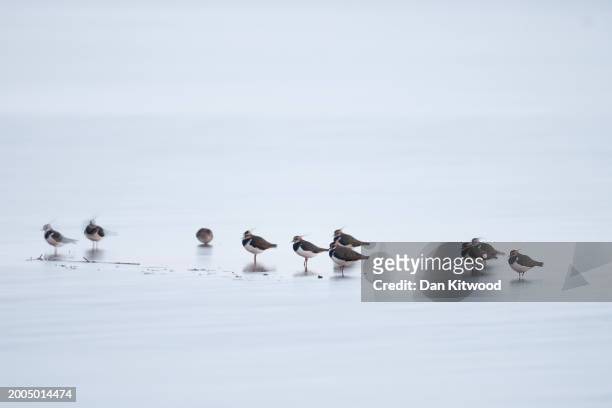Lapwing rest on a lagoon before dawn during the 'Snettisham Spectacular' on February 12, 2024 in Snettisham, Norfolk. The so called 'Snettisham...