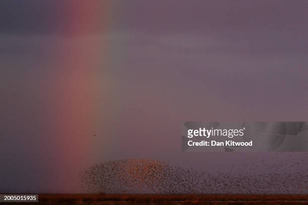 Thousands of knot fly over the wash in front of a rainbow during the 'Snettisham Spectacular' on February 12, 2024 in Snettisham, Norfolk. The so...