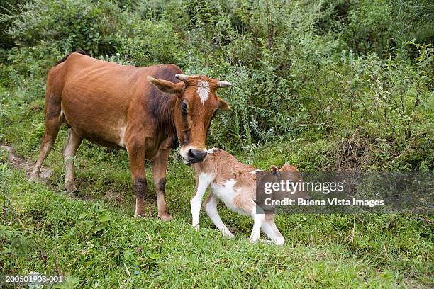 bhutan, trongsa, cow with newborn calf - vista posterior stockfoto's en -beelden