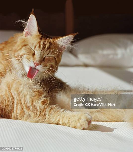 maine coon cat lying on bed licking its fur - feet lick stockfoto's en -beelden