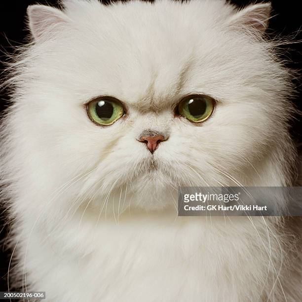 white persian cat, close-up, front view, portrait - persian stock-fotos und bilder