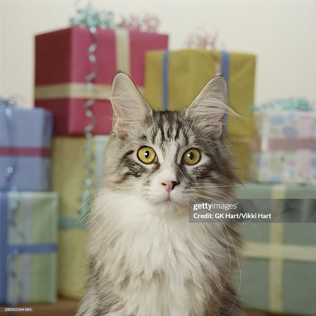 Adult Maine Coon Cat in front of stack of presents
