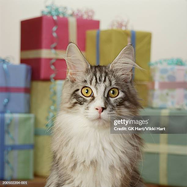 adult maine coon cat in front of stack of presents - happy birthday cat stock pictures, royalty-free photos & images