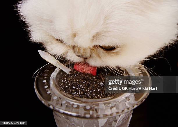 white persian cat eating caviar from crystal serving bowl, close-up - kaviar stock-fotos und bilder