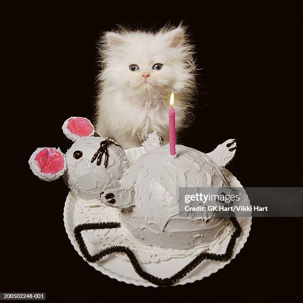 white persian kitten behind 'mouse-shaped' birthday cake, portrait - happy birthday cat stock pictures, royalty-free photos & images