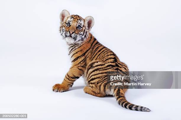 tiger cub (panthera tigris) against white background - tiger cub stock-fotos und bilder