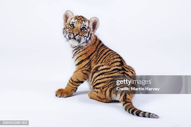 tiger cub (panthera tigris) against white background - cub stock pictures, royalty-free photos & images