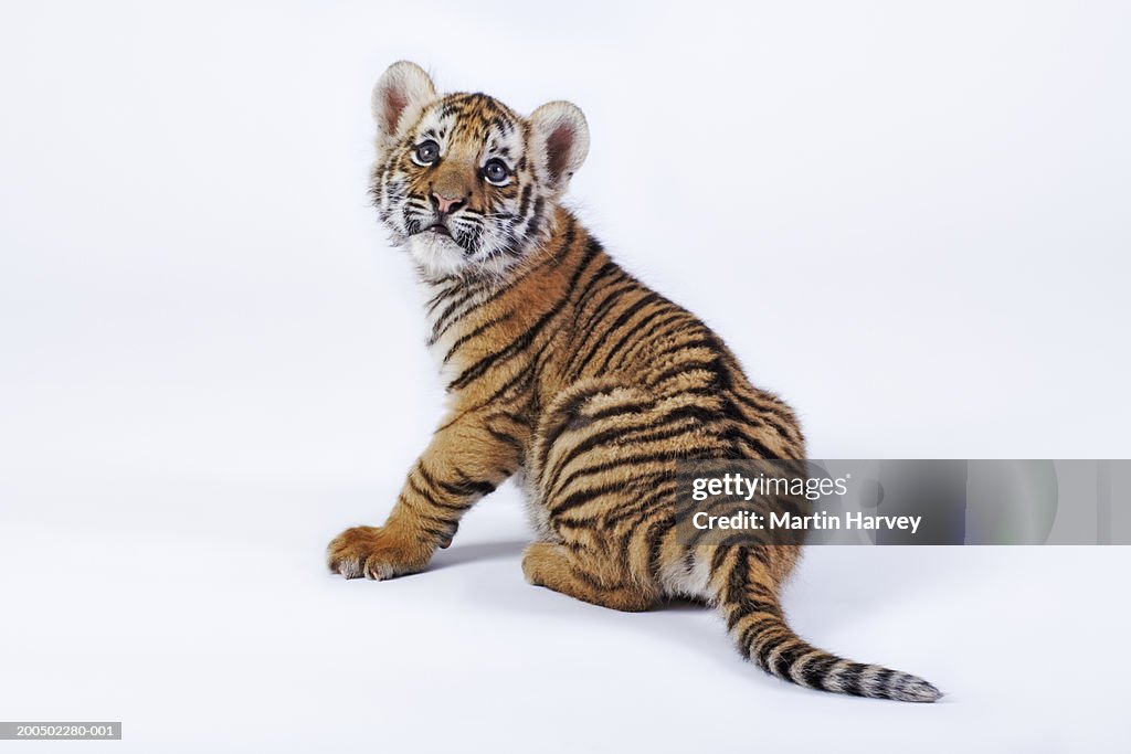 Tiger cub (Panthera tigris) against white background