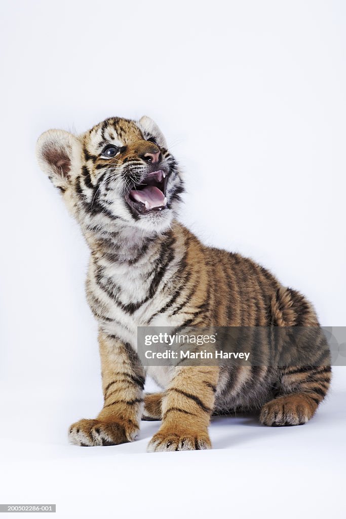 Tiger cub (Panthera tigris) against white background