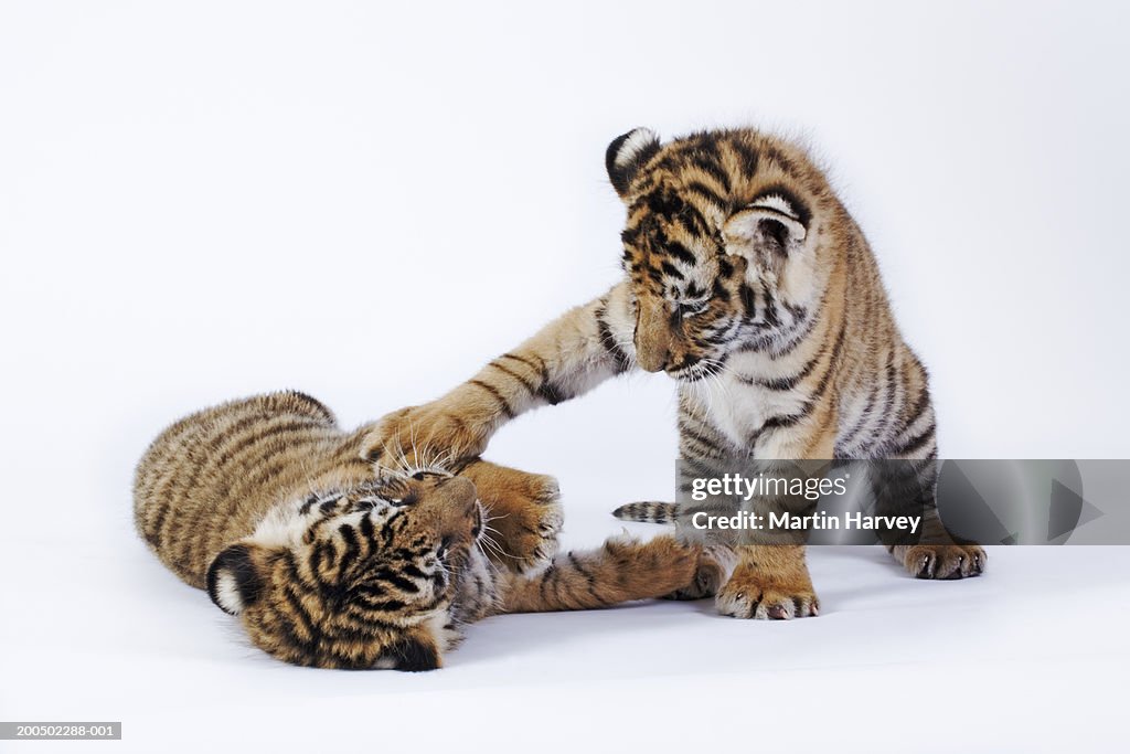 Two tiger cubs (Panthera tigris) playing, against white background