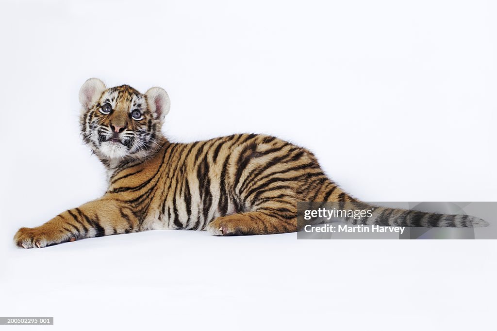 Tiger cub (Panthera tigris) lying down, against white background