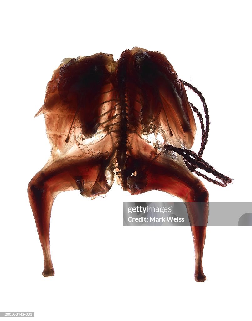 Dried quail on white background