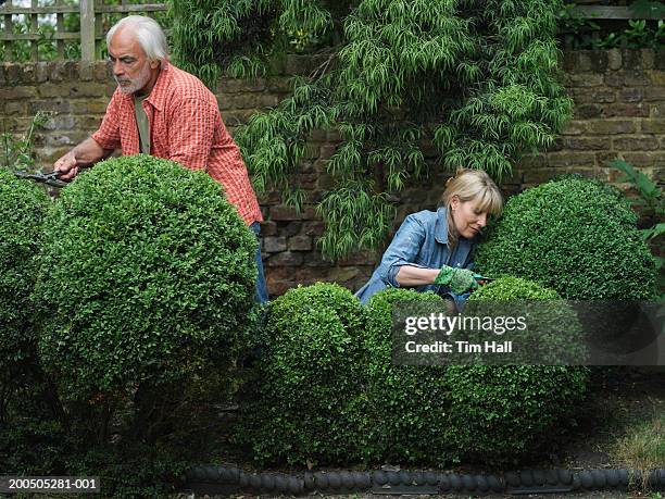 mature couple clipping hegde in garden - hedge trimming stock pictures, royalty-free photos & images