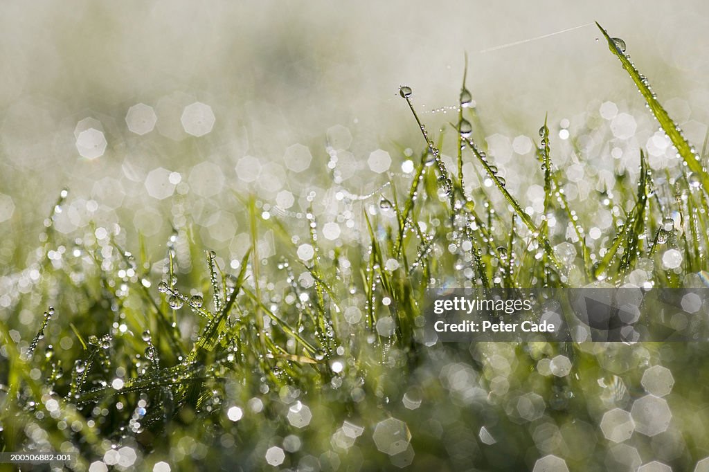 Dew on grass, close-up