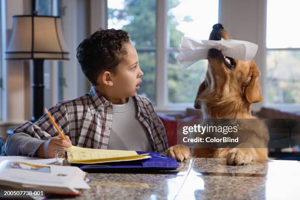 golden retriever chewing boy's (9-11) homework - dog homework stock pictures, royalty-free photos & images