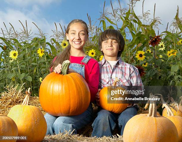 siblings (10-14) showing pumpkins in patch - sunflower patch stock-fotos und bilder