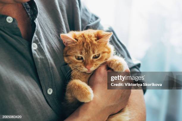 a man holds his beloved red cat in his arms, friendship with an animal. - kitten purring stock pictures, royalty-free photos & images