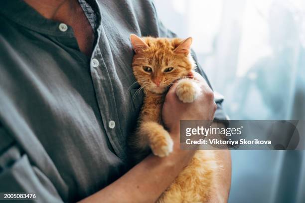 a man holds his beloved red cat in his arms, friendship with an animal. - kitten purring stock pictures, royalty-free photos & images