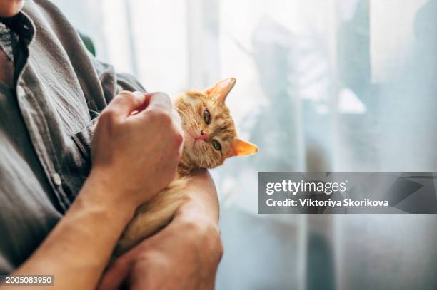 a man holds his beloved red cat in his arms, friendship with an animal. - kitten purring stock pictures, royalty-free photos & images