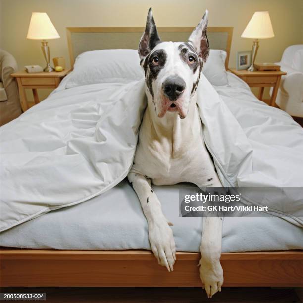great dane in bed - alano tedesco foto e immagini stock