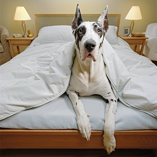 great dane in bed