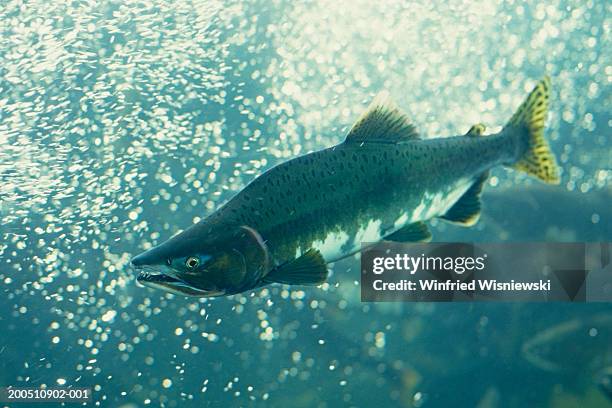 chum salmon (oncorhynchus keta), close-up, underwater view - fish sea water close up nobody foto e immagini stock