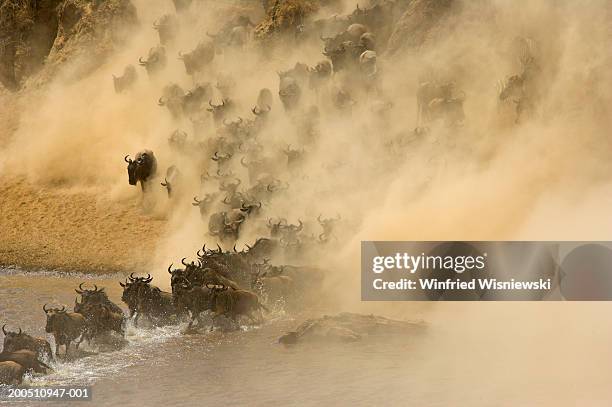 wildebeest  (conochaetes taurinus) stampede, elevated view - debandar imagens e fotografias de stock