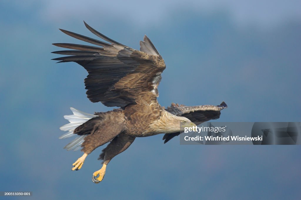 Sea eagle (Haliaeetus albicilla) in flight, close-up