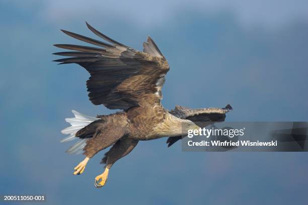 sea eagle (haliaeetus albicilla) in flight, close-up - 海雕 個照片及圖片檔