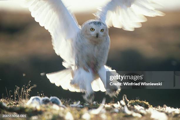 snowy owl (nyctea scandiaca) flying to nest (blurred motion) - schnee eule stock-fotos und bilder