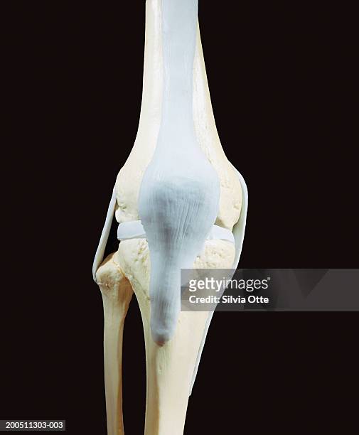 plastic knee model, front view - hollow stock pictures, royalty-free photos & images