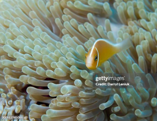 fiji, vanua levu island, pink anemonefish (amphiprion perideraion) - pisces stock pictures, royalty-free photos & images