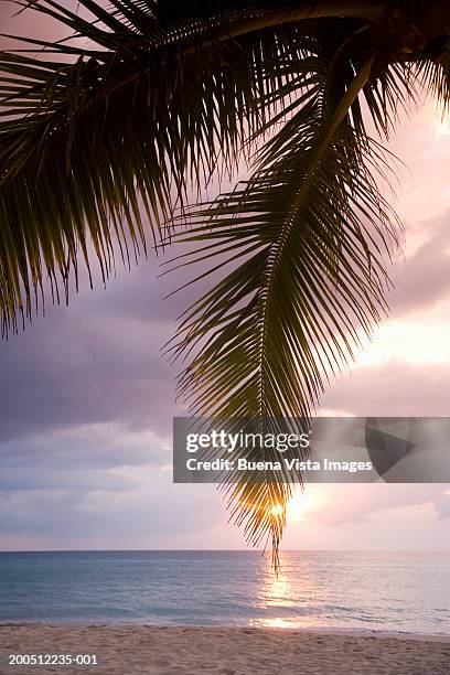 tropical beach, sunset - jamaica beach bildbanksfoton och bilder