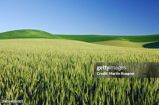 wheat fields in spring under blue sky, landscape - green wheat field stock pictures, royalty-free photos & images