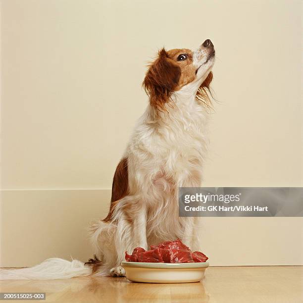 papillion dog turning up nose at bowl of meat - weigeren stockfoto's en -beelden