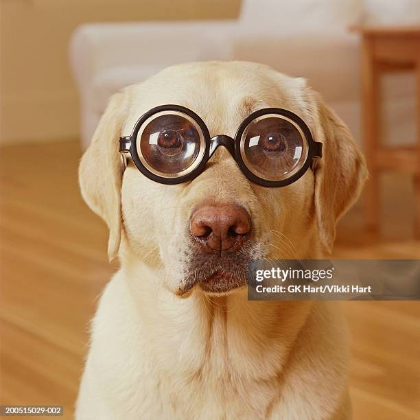 yellow labrador wearing thick glasses, portrait - miope and humor fotografías e imágenes de stock