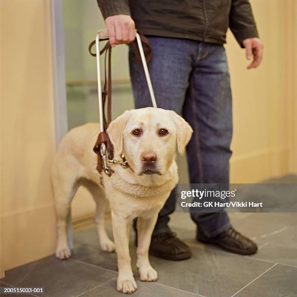 man with seeing eye dog in hallway, low section - blind man stock pictures, royalty-free photos & images