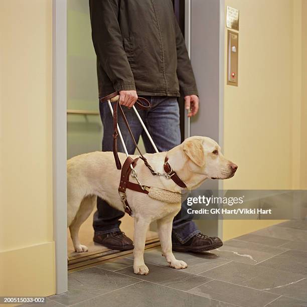 man with seeing eye dog in hallway, low section - seeing eye dog fotografías e imágenes de stock
