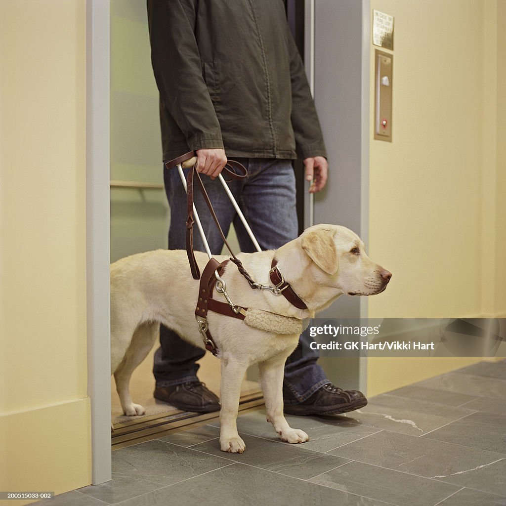 Man with seeing eye dog in hallway, low section