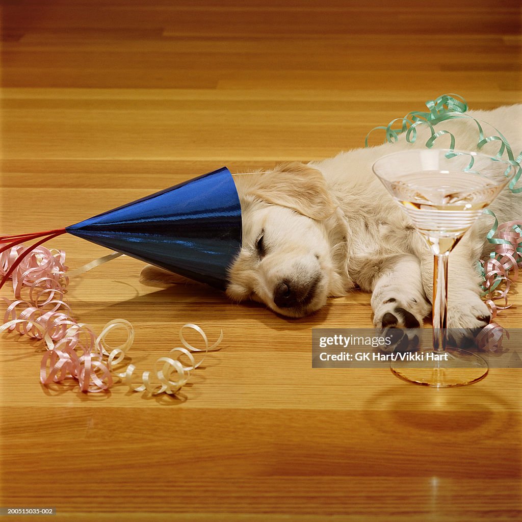 Golden retriever puppy sleeping in party hat with champagne glass on floor