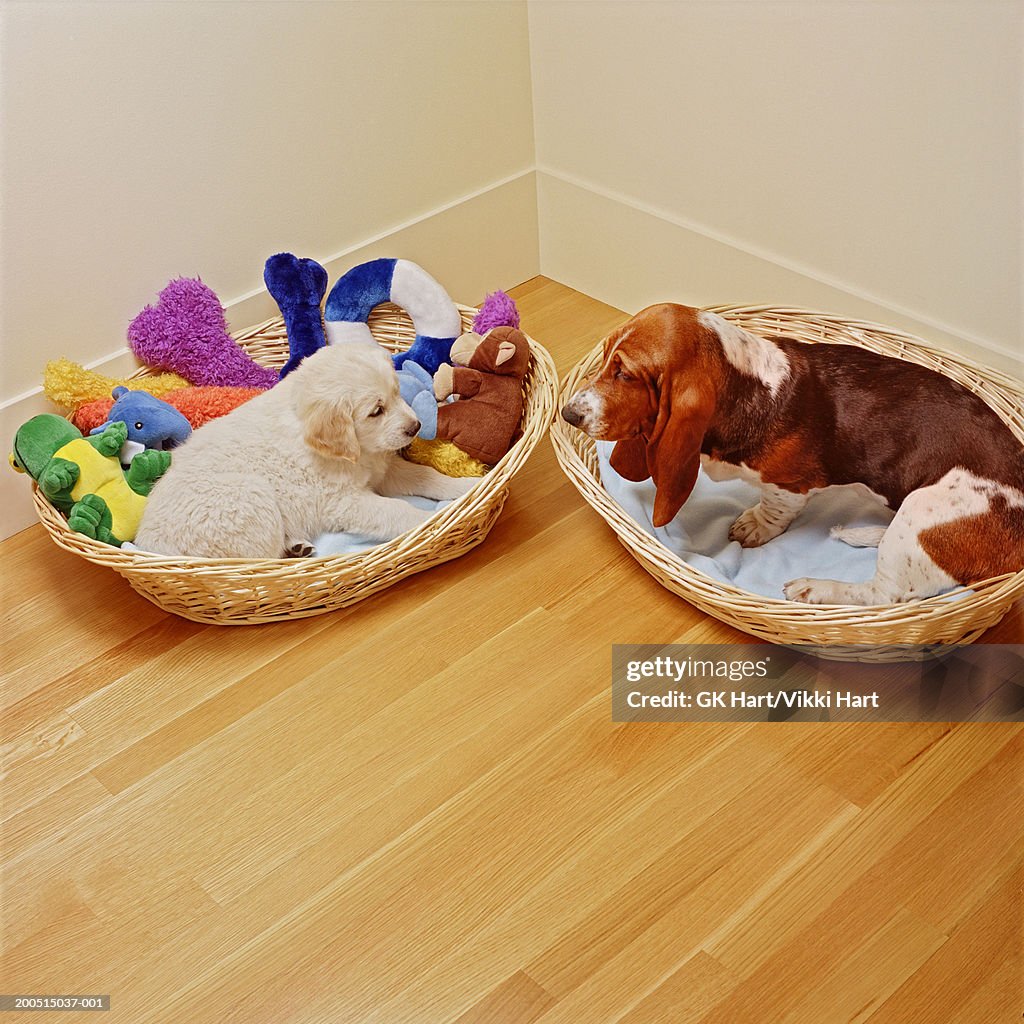 Golden retriever puppy and basset hound in dog beds indoors, high angle view