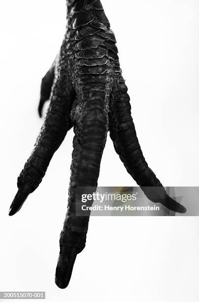 chicken, close-up of foot - talon stock pictures, royalty-free photos & images