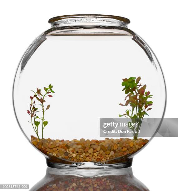 fishbowl - fish bowl stock pictures, royalty-free photos & images