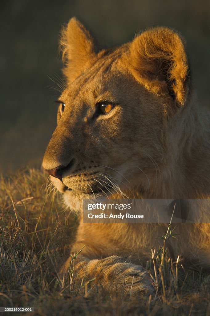 African lion cub (Panthera leo) resting, close-up, dusk