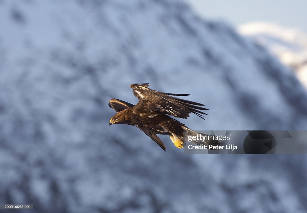 Golden eagle (Aquila chrysaetos) flying, side view, winter