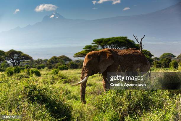 636 How Tall Are Elephants Stock Photos High Res Pictures And Images 636-how-tall-are-elephants-stock-photos-high-res-pictures-and-images