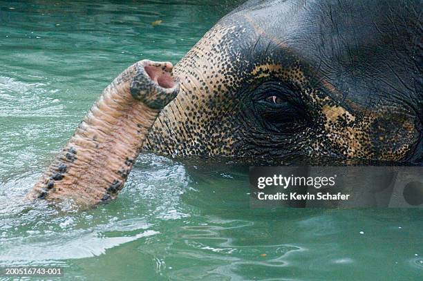 asian elephant (elephas maximus) bathing, close-up - animal nose stock pictures, royalty-free photos & images